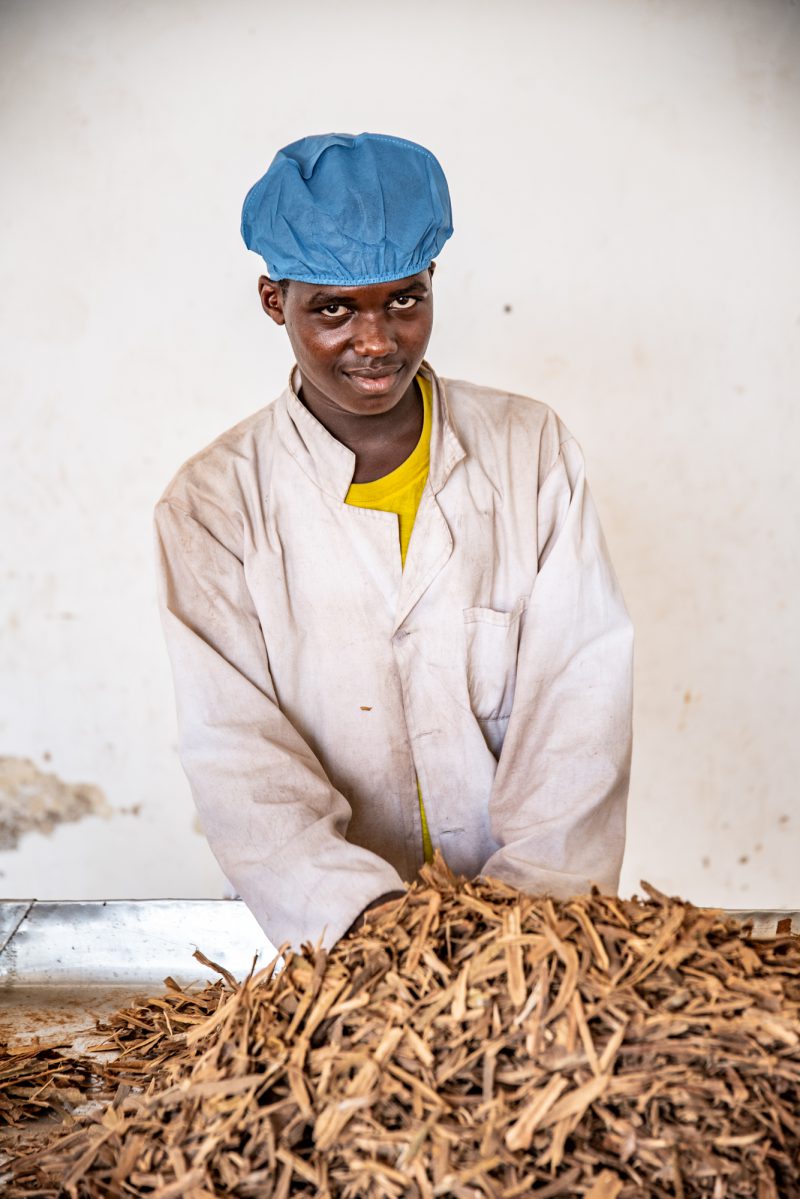 Young Swahili man working on a spice farm in Zanzibar